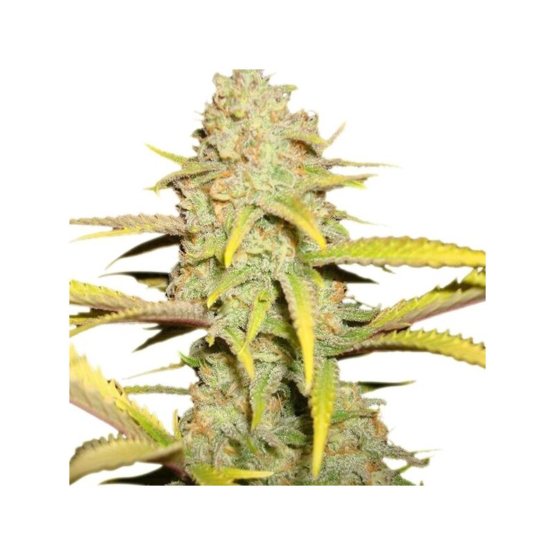 Auto OG Kush genetics, Фасовка: 3+1